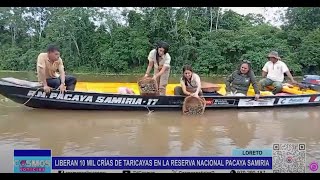 Loreto: liberan 10 mil crías de taricayas en la Reserva Nacional Pacaya Samiria