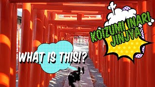 ただ事じゃない存在感！小泉稲荷神社　犬　散歩 Outstanding presence！ koizumi inari jinjya