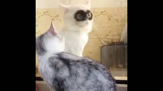 WATCH VIDEO BEST FUNNY CATS WITH ANIMALS VOICE  SOUNDS SONG PET HUMOR  ENTERTAINMENT GAME 2022 #21