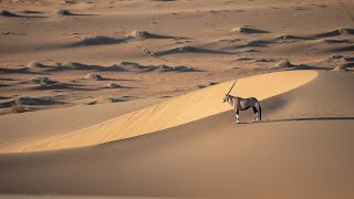 Take a ‘virtual safari’ to Namibia – A Desert Wonderland