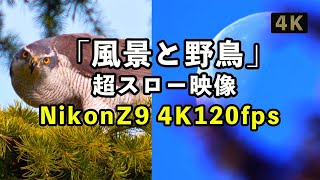 【Nikon Z9】（４K映像）「野鳥撮影」「風景動画」、４K120fpsで超スローモーション【ダイジェスト版】