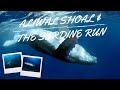 Aliwal Shoal & The Sardine Run - South Africa