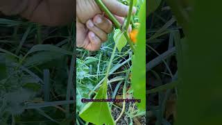 Picking a Ripe Scotch Bonnet