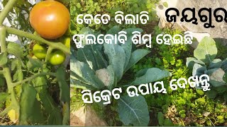 କଣ ସବୁ ବାହାରିଲା କେତେ ପରିମାଣର@siddhidaatriodisha8690