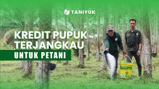 Petani Karet tingkatkan kualitas getah karet dengan Pemupukan