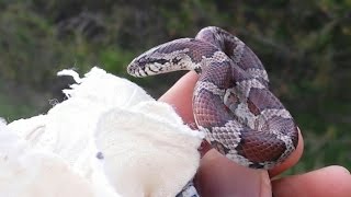 Eastern Milk Snake in Upstate New York