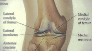 Kicking Knee Pain with Cartilage Replacement