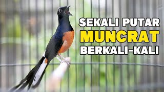 Download Mp3 PANCINGAN EFEKTIF bikin GACOR MURAI BATU JADI BONGKAR ISIAN