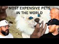 Most EXPENSIVE Pets In The World! REACTION!! | OFFICE BLOKES REACT!!