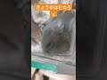 ケージの扉空いてる事も気づかず、隅っこでウトウトしてました🐹　 ハムスター日記 ハムスター ジャンガリアンハムスター 可愛い