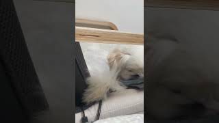 寝ながら尻尾を振る犬