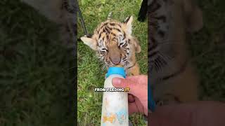 Man love for orphaned tiger cub will warm your heart #animals #shortsvideo #tiger