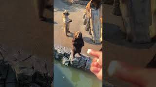 #Bears dancing like human #funnyanimals