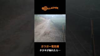 電気柵に対する動物の反応 タヌキ編