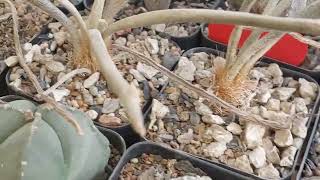 Astrophtum caput medusae. The weired cactus #cactus #plants #gardening #nature