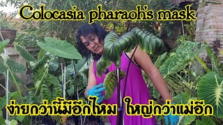 แยกหน่อบอนหน้ากากฟาโรห์ ใหญ่กว่าต้นแม่ colocasia pharaoh's mask : หลงไม้ใบ EP.180