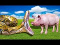 Alimentando a Todas Mis Serpientes Gigantes en un Video I Naturaleza Salvaje