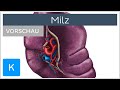 Milz (Vorschau) - Anatomie, Aufbau und Funktion | Kenhub