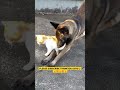 SWEET BELGIAN MALINOIS AND CAT 😉😍😉😍😍😊PLZ SHARE