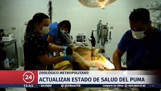 Actualizan estado de salud de puma rescatado | 24 Horas TVN Chile