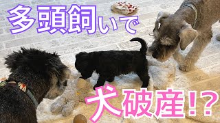 【ミニシュナ】多頭飼いの注意点5選🐶これから2匹目以降を迎えたい方へ😁