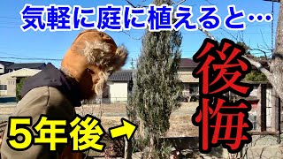 【ごめんなさい】5年育てたコニファーを本日抜いて処分します。。。　　　【園芸超人カーメン君】