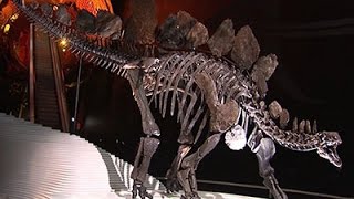 Raw: Sophie the Stegosaurus Gets a New Home