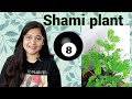 🔴SHAMI PLANT COMPLETE CARE/ शमी का पौधा कैसे लगाएं/ GROW SHAMI PLANT #shamiplant #gardening #plants