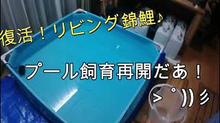 ＃錦鯉＃金魚【錦鯉ブログ】復活！リビング錦鯉！プール飼育再開だ♪