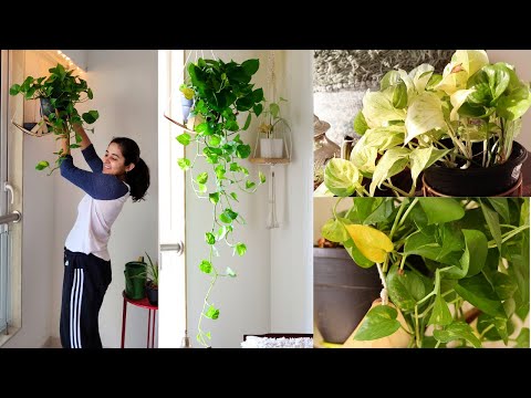 How long do money plants take to grow?