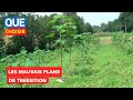 Paulownia : les mauvais plans de Treesition I UFC Que Choisir