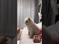 내주인 내가 지킨다 용맹한 포메라니안 성격ㅋㅋㅋ shorts puppy