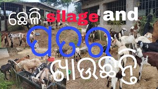 Jagatsinghapur goat farm  silage eating   ସକାଳୁ ଚୋକୋଡ