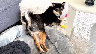 Shiba Inu with his ass turned #shorts