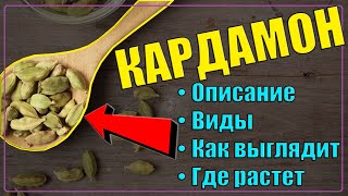 КАРДАМОН описание, виды/сорта, как выглядит, где растет | КАРДАМОН – уникальная лекарственная специя