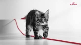 Kitten growth program - Maine Coon