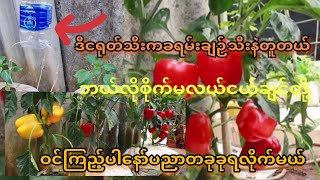 ငရုတ်သီးစိုက်နည်းပညာ(winchannel)EP,13