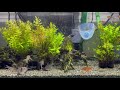 アクアリウム 癒し熱帯魚 コリドラスメイン水槽 ディナータイム relaxing aquarium 16