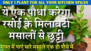 ये एक पौधा करेगा रसोई के मिलावटी मसालों से छुट्टी || All Spice Plant || 1 Plant for Tasty Spices