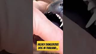 Beware these dogs in Thailand... #dog #thailand