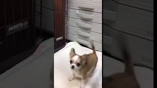 チワワ4ヶ月子犬 レッド\u0026ホワイトロングの男の子