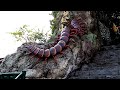 centipede temple visiting a local attraction in seremban