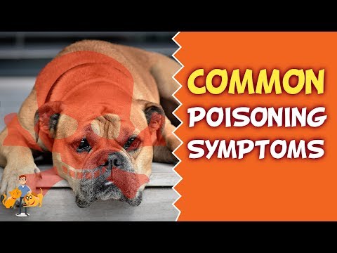 How will a dog act if it has been poisoned?