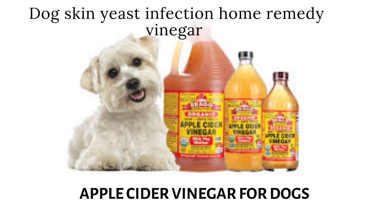 Dog Skin Yeast Infection Home Remedy Vinegar | Apple Cider Vinegar For ...