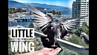 BUILDING TRUST WITH WILD PIGEON! LITTLE WING!