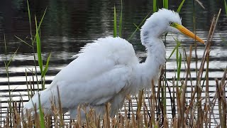 Great Egret Hunting and Catching Fish