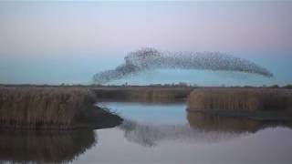 A Murmuration of Starlings at Otmoor