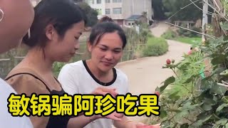 敏锅骗阿珍吃果，酸的脸都皱成了酸菜，最后还不忘记给小航航尝一下【小黑的生活vlog】