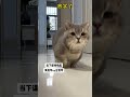 放学了，男同学VS女同学 #cat #healing#cutecat #funny #funnyvideo