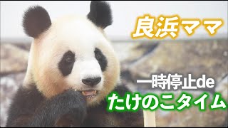 【一時停止するパンダ⌚️】良浜ママ🍯フリーズ＆たけのこタイム【お母さんパンダ】Giant Panda -Rauhin-